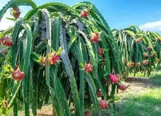 植物浇水|火龙果浇水的正确方法