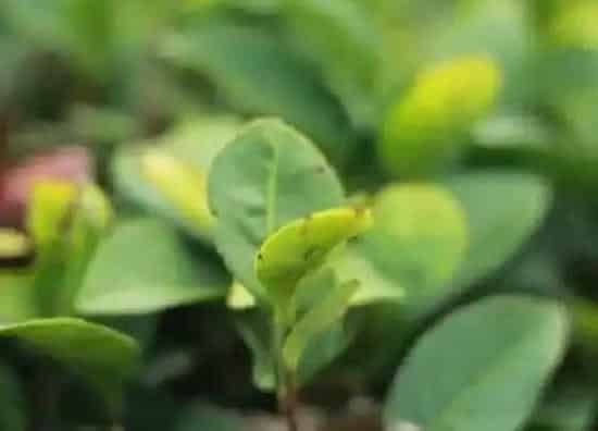 种植管理|茶树的生长周期是多长时间