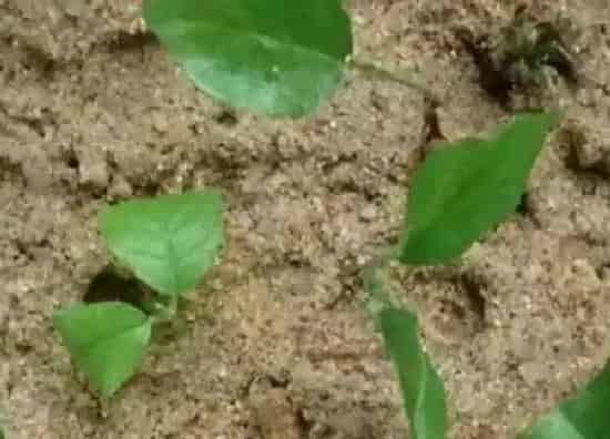 植物扦插|迎春花可以扦插繁殖吗