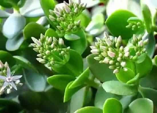 养殖方法|玉树怎么养才能开花多