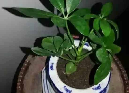 植物寓意|鸭脚木的寓意与风水 摆放风水与禁忌