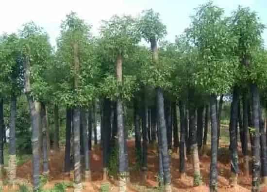 植物修剪|樟树什么时候剪枝合适