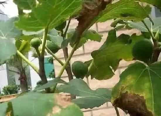 种植位置|无花果可以种在家门口吗