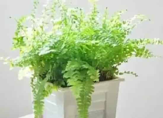 摆放常识|卫生间放什么植物好