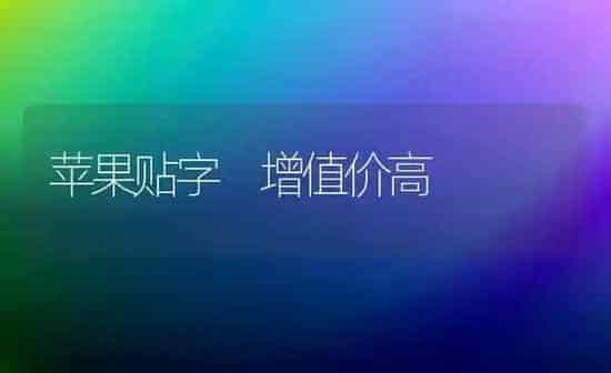 苹果贴字 增值价高 | 瓜果种植