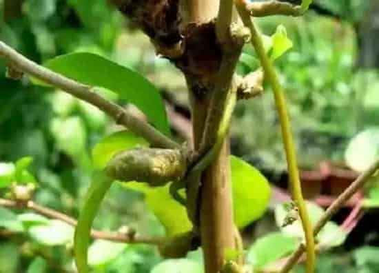 植物产地|三七原产地在哪里