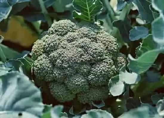 种植方法|青花菜种植时间和方法