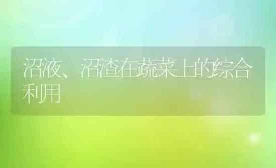 沼液、沼渣在蔬菜上的综合利用 | 蔬菜种植