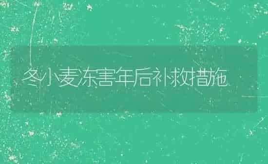 冬小麦冻害年后补救措施 | 粮油作物种植
