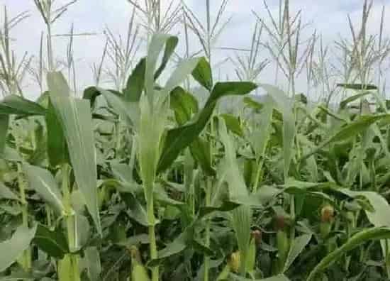 植物施肥|玉米追肥用什么肥料好
