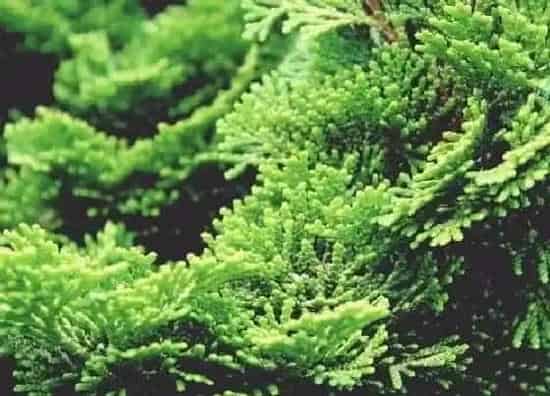 植物种类|松树和柏树是一种树吗