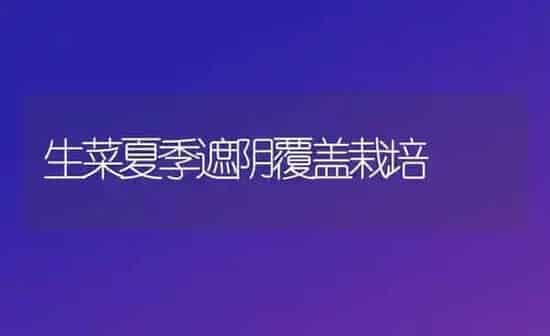 生菜夏季遮阴覆盖栽培 | 蔬菜种植