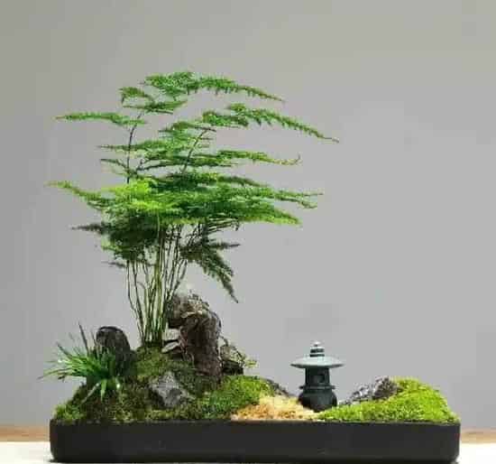 植物修剪|盆栽文竹怎么做造型好看图片，如何修剪文竹的造型）