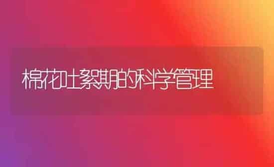 棉花吐絮期的科学管理 | 粮油作物种植