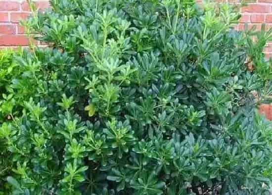 植物百科|海桐开花吗 开花什么样子