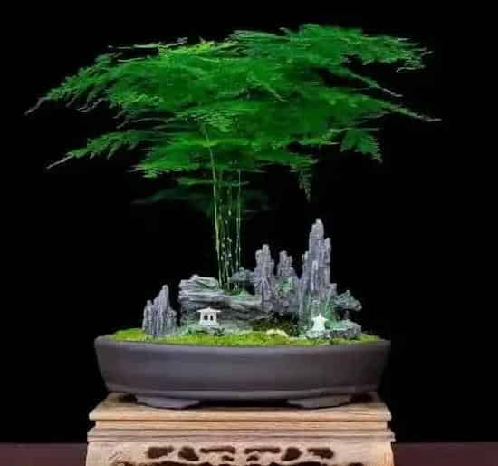植物修剪|盆栽文竹怎么做造型好看图片，如何修剪文竹的造型）