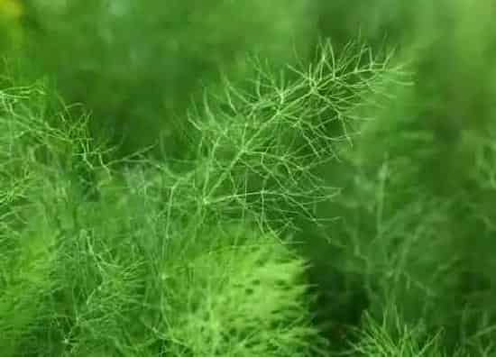 种植方法|茴香的种植方法和时间
