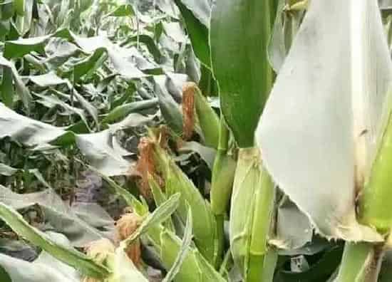 植物施肥|玉米追肥用什么肥料好