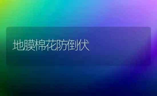 地膜棉花防倒伏 | 粮油作物种植