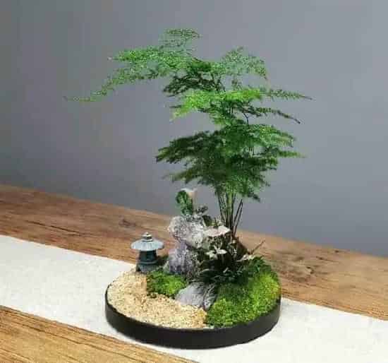 植物修剪|盆栽文竹怎么做造型好看图片，如何修剪文竹的造型）