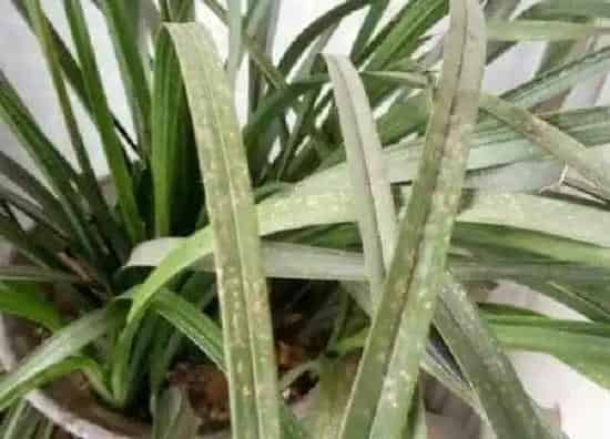 养殖科普|兰花空根是什么原因造成 浇水及植料引起兰花根空心