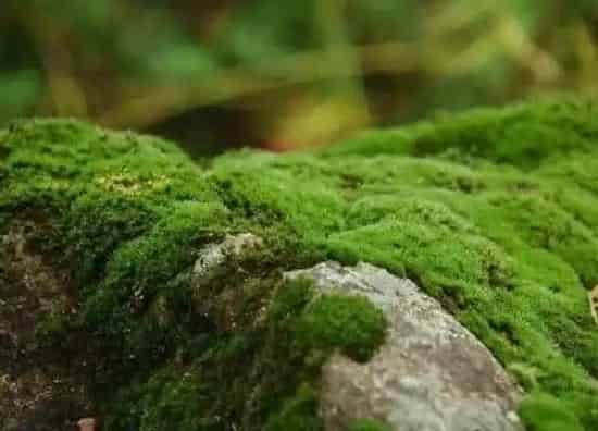 养殖科普|青苔用什么药快速去除（什么药物能够快速杀死水中青苔）