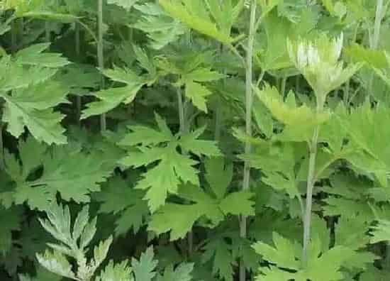 习性特点|野生艾草长什么样子（形状特点及图片）