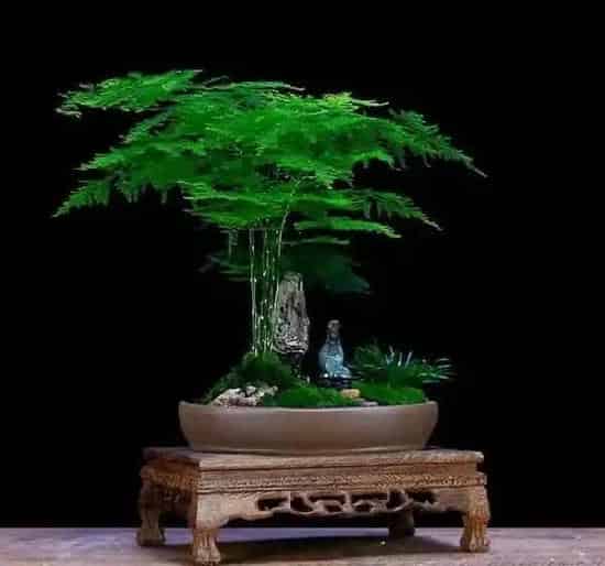 植物修剪|盆栽文竹怎么做造型好看图片，如何修剪文竹的造型）