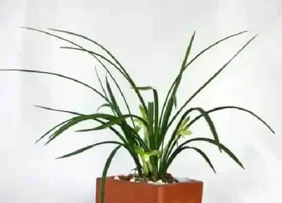 植物施肥|兰花施什么肥料长得好 种兰花用什么肥长得又快又好