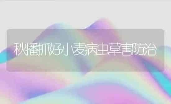 秋播抓好小麦病虫草害防治 | 粮油作物种植