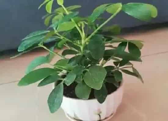 植物寓意|鸭脚木的寓意与风水 摆放风水与禁忌