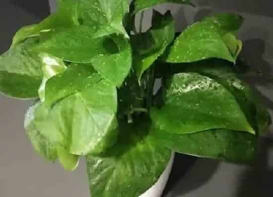 植物浇水|绿萝要多久浇一次水