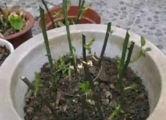 植物扦插|迎春花可以扦插繁殖吗