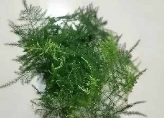 植物浇水|文竹水浇多了怎么办