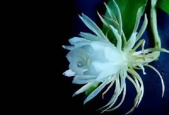 植物浇水|昙花浇水时间和正确方法
