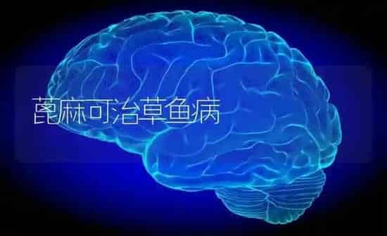 蓖麻可治草鱼病 | 粮油作物种植