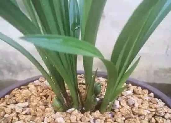 养殖科普|兰花空根是什么原因造成 浇水及植料引起兰花根空心