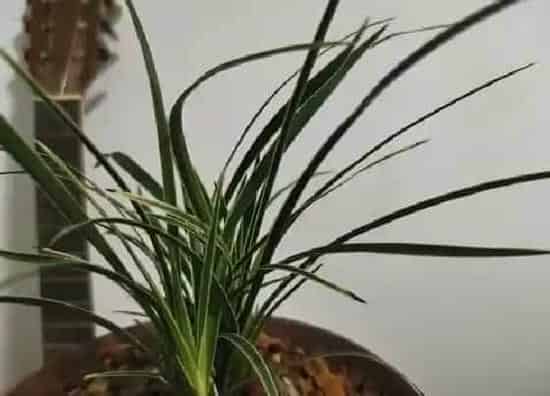 植物施肥|兰花施什么肥料长得好 种兰花用什么肥长得又快又好