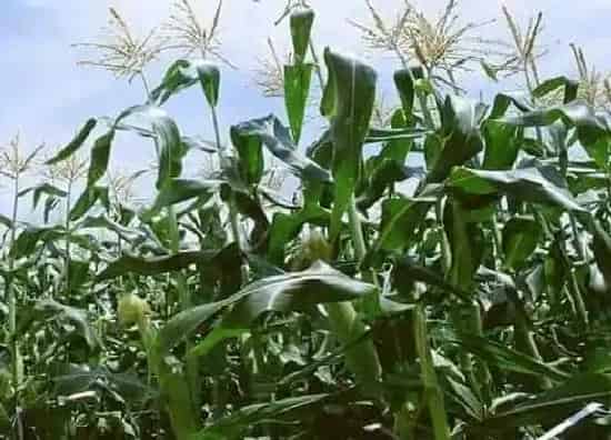 植物施肥|玉米追肥用什么肥料好