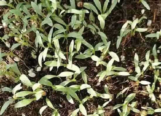 植物文学|小青菜的生长过程图片 种青菜的生长过程步骤