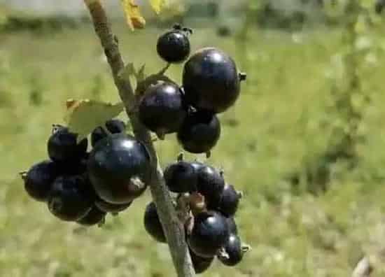 果实成熟|黑加仑是几月份的水果