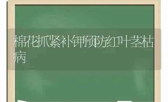 棉花抓紧补钾预防红叶茎枯病 | 粮油作物种植