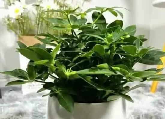 植物寓意|鸭脚木的寓意与风水 摆放风水与禁忌