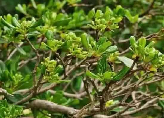 植物百科|海桐开花吗 开花什么样子