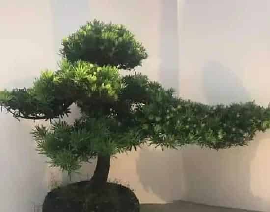 植物浇水|罗汉松浇水时间和正确方法