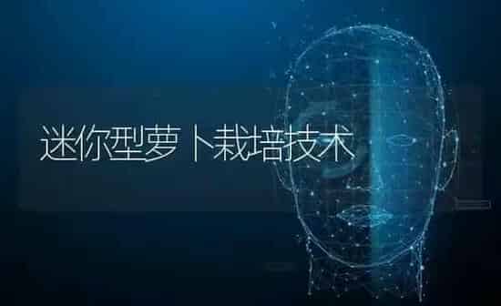 迷你型萝卜栽培技术 | 蔬菜种植