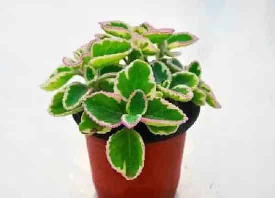 植物浇水|碰碰香多久浇一次水比较好 水浇多了怎么办