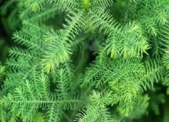植物浇水|文竹水浇多了怎么办