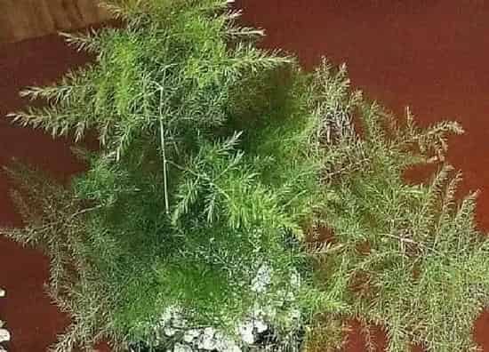 植物浇水|文竹水浇多了怎么办
