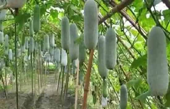 果实科普|冬瓜几月开花结果 什么时候开花结果